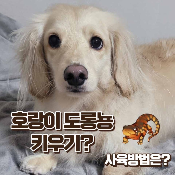  호랑이 도롱뇽 키우기 먹이 수온 크기 자생지