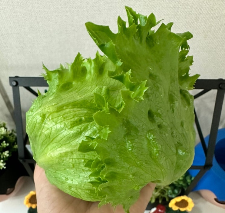  다이소 양상추 키우기: 60일만에 결구해서 수확