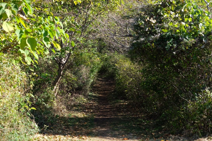  [제주오름] 제주 동쪽 산책하기 좋은 세미오름