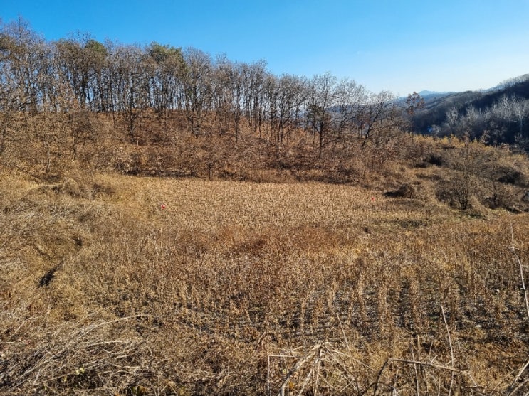  연천콩 백태 대원콩 메주콩 서리태 청자5호 수확
