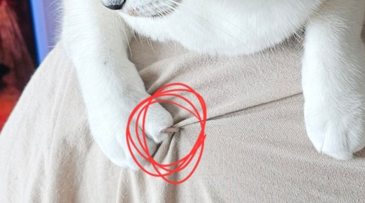  고양이 물림과 할큄 증상별 대처방법