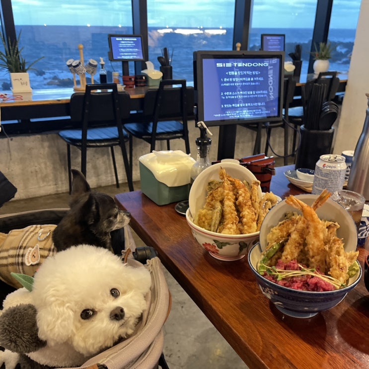  [실내] 제주 공항 오션뷰 맛집 추천 513 텐동, 내돈내산 제주 애견동반 식당