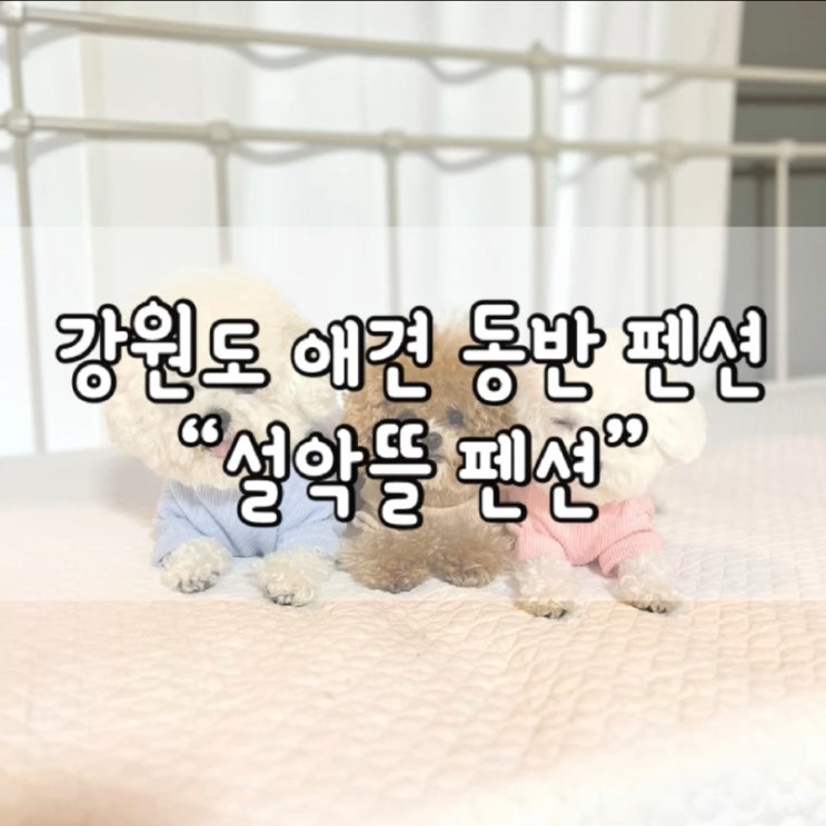  설악뜰 펜션 / 강원도 애견동반 펜션 / 양양 애견 동반 펜션 / 설악뜰 펜션 추천 / 강원도 애견 동반 펜션 추천 / 양양 애견 동반 펜션 추천 / 강원도 양양 펜션
