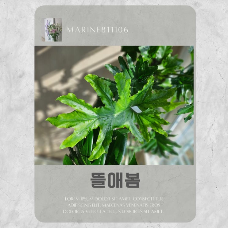 대전 화원 협동조합 소속 뜰애봄에서 예쁜 식물 쇼핑하기