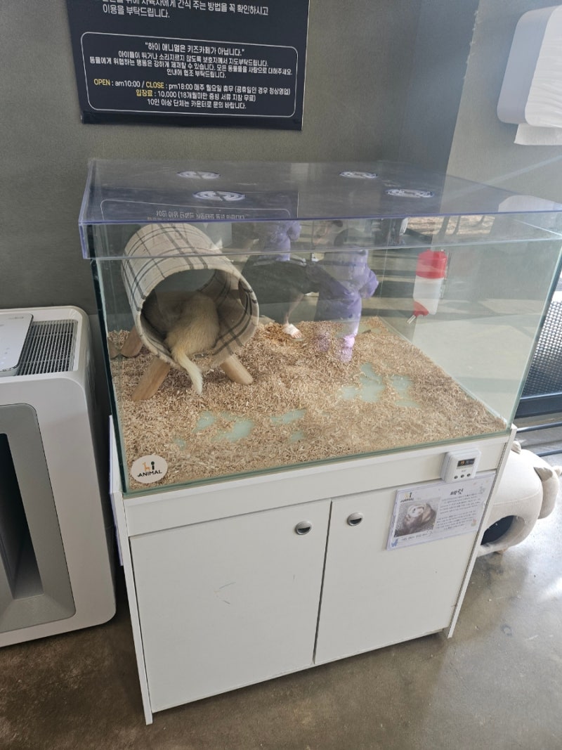 고양이 피부사상균증 - 링웜 치료와 증상 | Royal Canin Academy, image size:800x1067