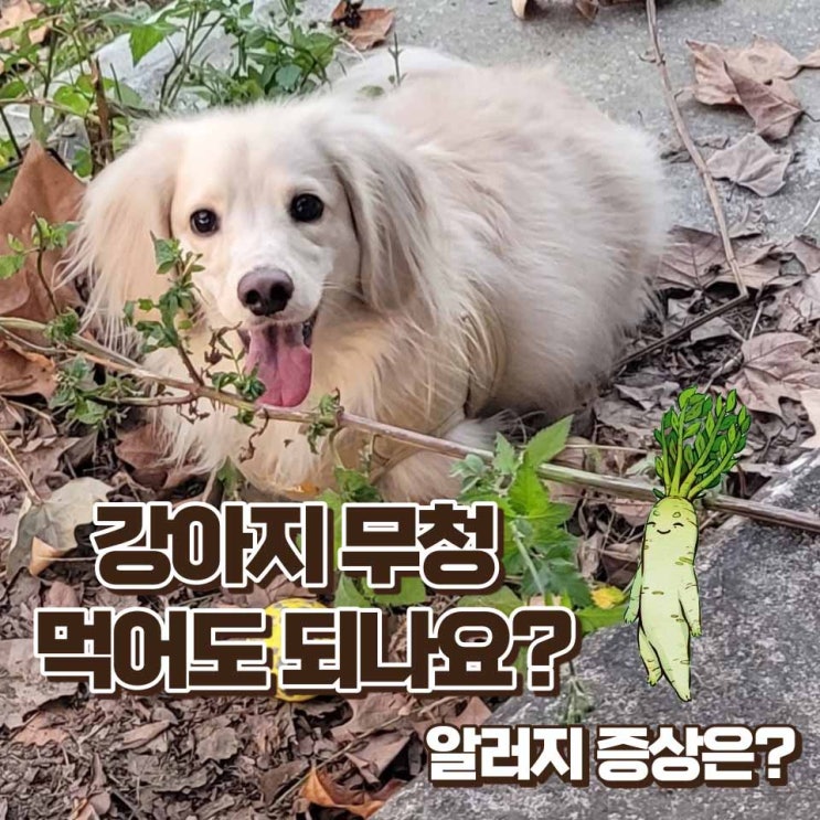  강아지 무청 먹어도 될까? 알러지 증상과 위험성