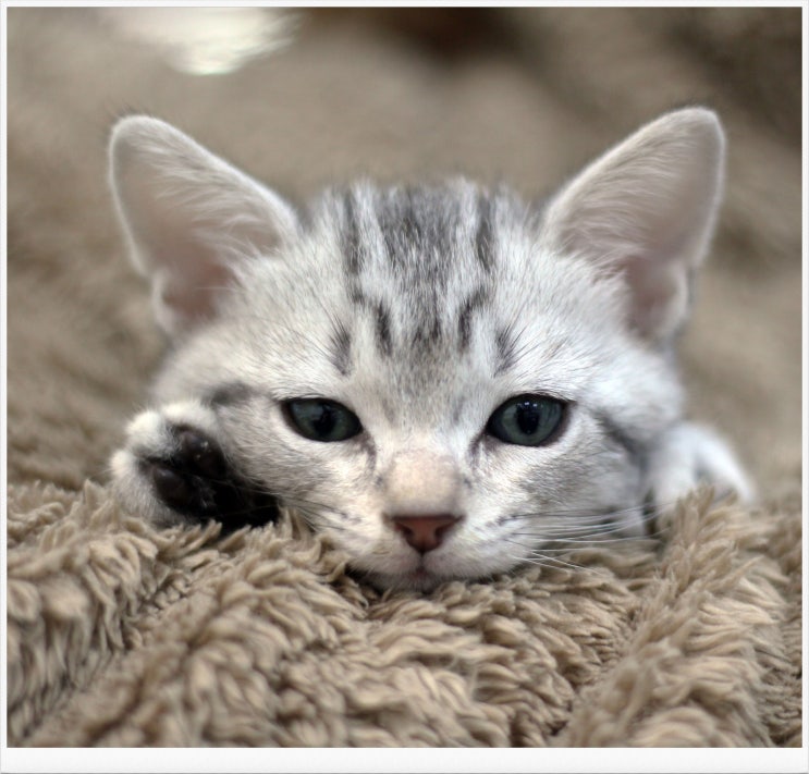 백호 같이 멋진 무늬를 가진 아메리칸숏헤어분양, 건강한 고양이가정분양 전문 마포도레미캣에서 만나보실 수 있답니다!