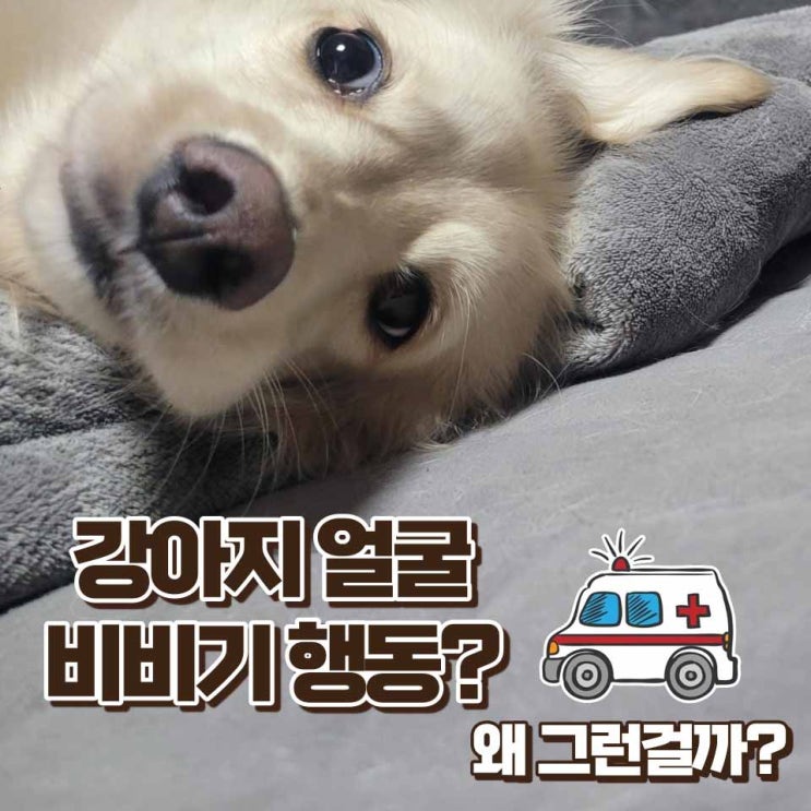  강아지 얼굴비비기 심각하다면 이렇게 해보세요!
