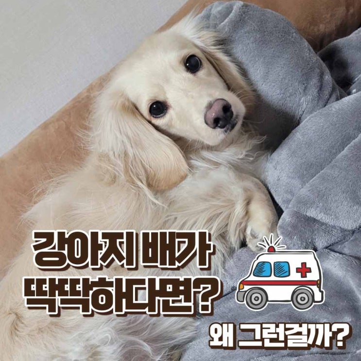  강아지 배가 딱딱 원인과 나타나는 증상들