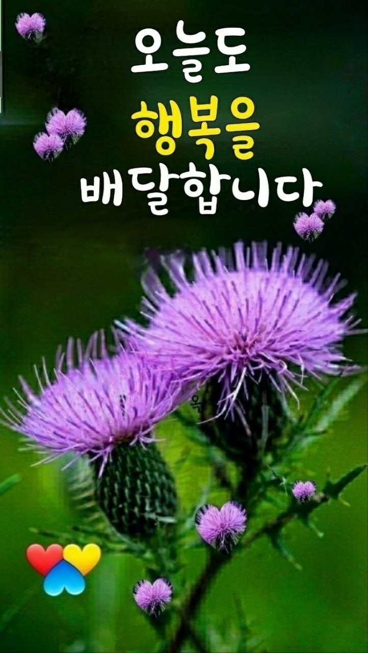 아침좋은글 카톡 인사말 이미지 모음 감사 사랑 기쁨 건강 행복한 하루되세요 : 네이버 블로그