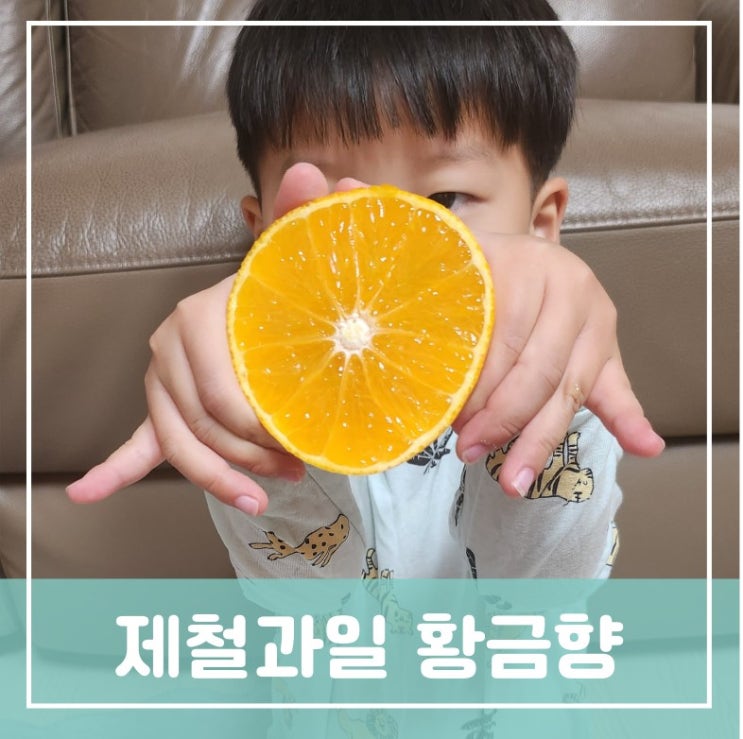 아이간식 제철과일 제주도귤 종류 재배시기 산지직송 맛있는귤 제주도황금향선물 아이간식 제철과일 제주도귤 종류 재배시기 산지직송 맛있는귤 제주도황금향선물
