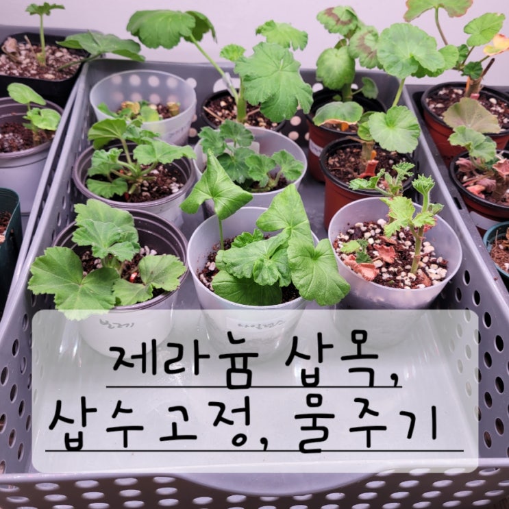  제라늄 삽목방법 물주기