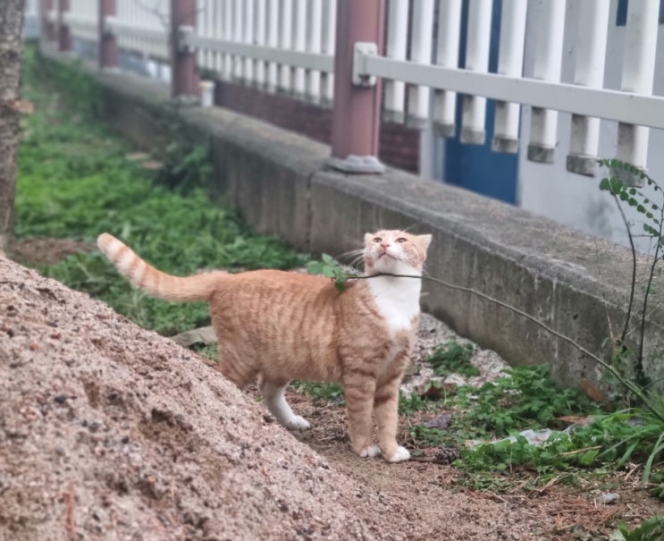 고양이 구내염 원인과 침흘림 등 증상 치료, 길냥이 구내염 약 액티클라브 10개월 급여 후기