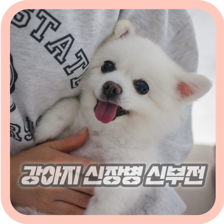  강아지 신부전 증상과 원인 신장병 치료 예방법