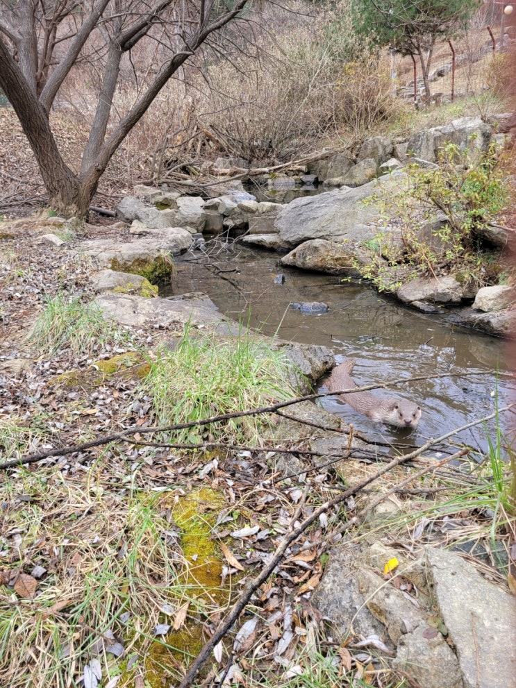 화천 여행, <b>천연기념물 수달</b> & 파로호 수변공원
