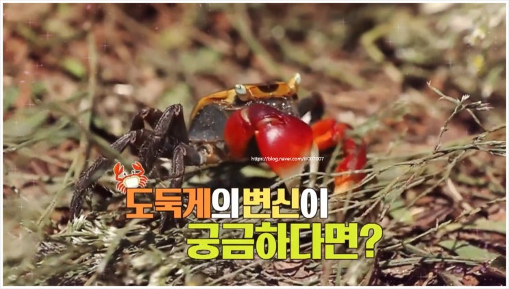 안싸우면다행이야 147회 이상우 이민우 이가령 장민호 김민경 돌멍게 내손내잡 촌장 안정환 끈멍게 꽃멍게 비단멍게 랜미노 유비스 해루질 간조 통발