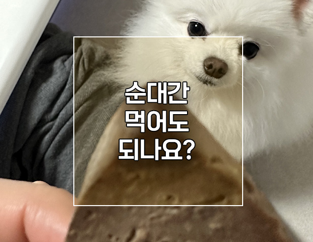  강아지 순대간 먹어도 되나요? 돼지간 치명적 주의사항