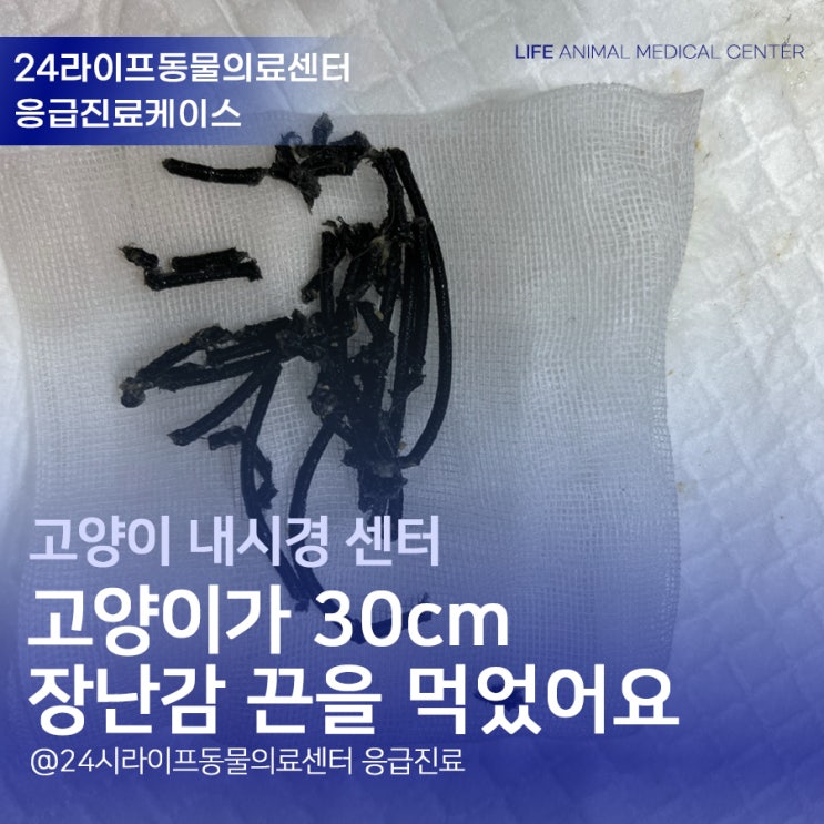 대구 고양이 내시경 : 고양이가 30cm 장난감 끈을 먹었어요 대구24시동물병원