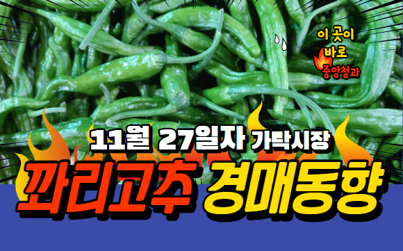  [경매사 일일보고] 11월 27일자 가락시장 꽈리고추 경매동향을 살펴보겠습니다!
