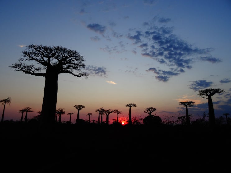 마다가스카르 여행 경비 비행시간 비행기 모론다바 바오밥나무 바다