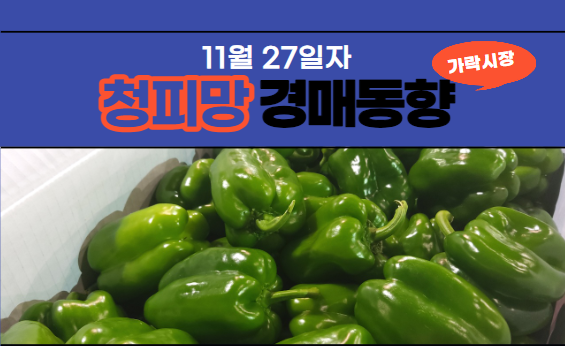  [경매사 일일보고] 11월 27일자 가락시장 청피망 경매동향을 살펴보겠습니다!