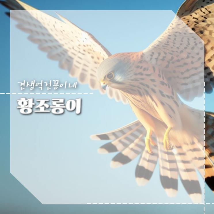  천연기념물 황조롱이 길조 이유 기본정보 먹이 포토