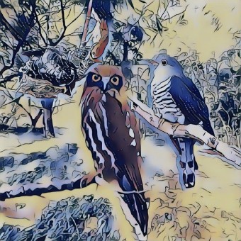  뻐꾸기(A cuckoo)
