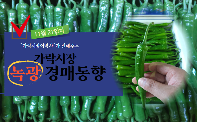  [경매사 일일보고] 11월 27일자 가락시장 녹광 경매동향을 살펴보겠습니다!