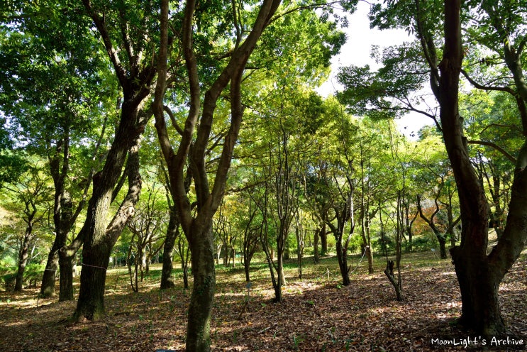  제주 자생식물의 보고 - 한라수목원