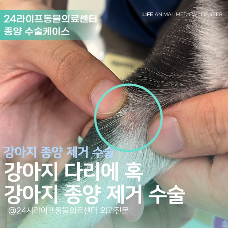 강아지 다리에 혹이 생겼어요 : 대구 강아지 종양 제거 수술 24시라이프동물의료센터