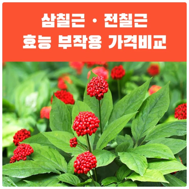 삼칠근 전칠근 효능 부작용 주의사항 총정리