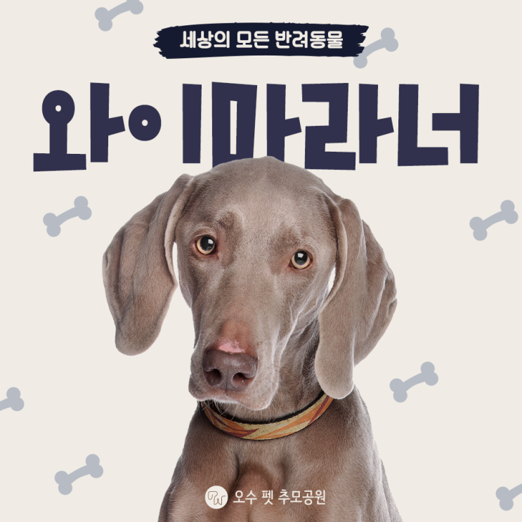  와이마라너 특징 성격 외모 알려드려요.