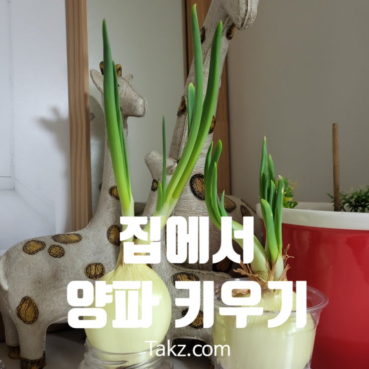  집에서 양파 키우기 1주일 후기 어떻게 되었을까요?