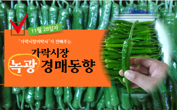  [경매사 일일보고] 11월 28일자 가락시장 녹광 경매동향을 살펴보겠습니다!