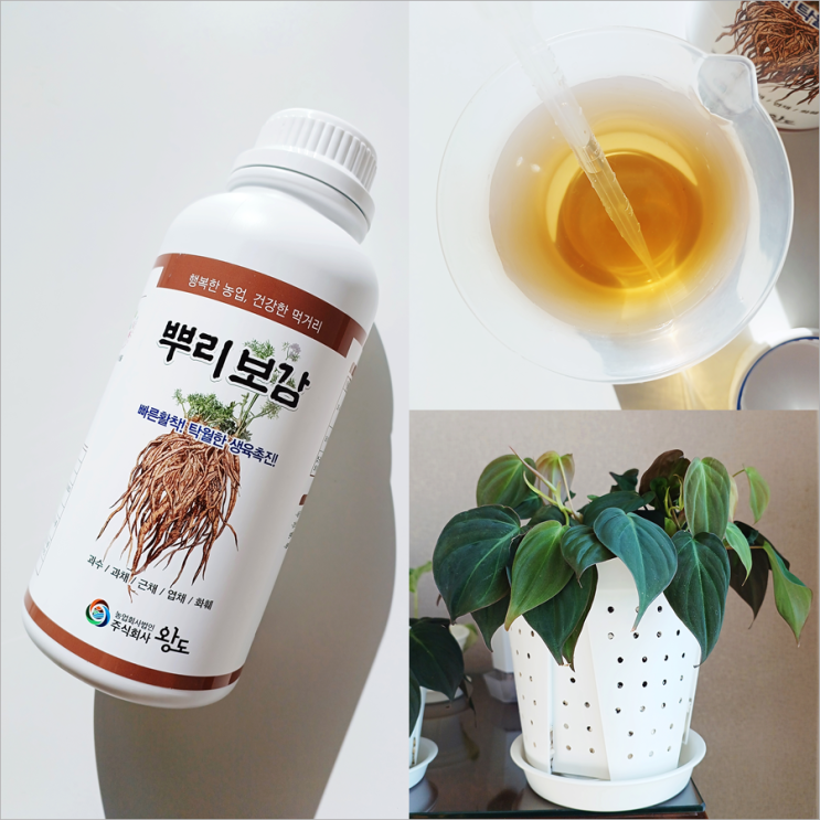  발근촉진제 뿌리활력제 식물뿌리 활착을 위한 뿌리보감