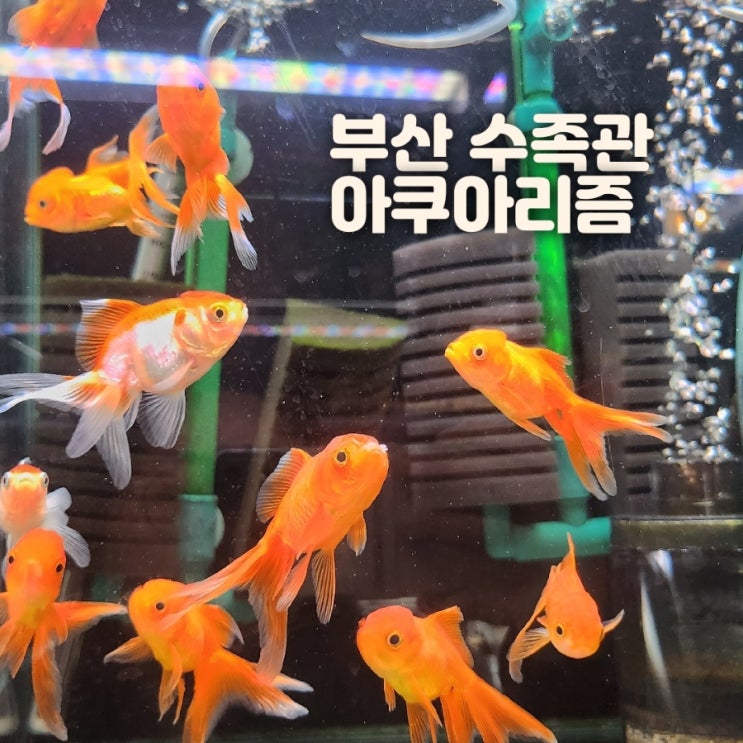  부산열대어 수족관 추천 아쿠아리즘 수초 열대어 전문