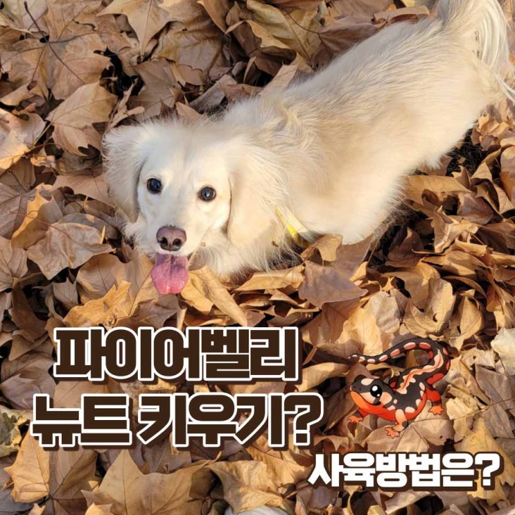  도롱뇽 키우기 파이어벨리뉴트 먹이 수온 수명 자생지