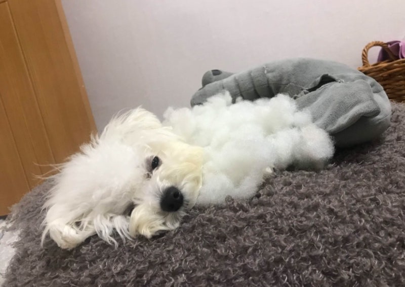 강아지꿈 해몽 강아지한테 물리는꿈 하얀색 검정색 강아지 똥싸는꿈 개꿈