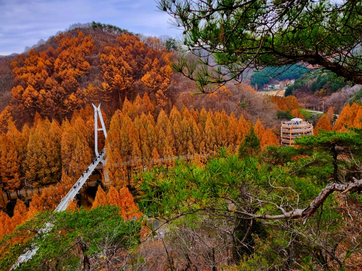 <b>장태산 가을</b> 단풍 여행 메타세콰이어 단풍 이제는 <b>끝자락</b>...