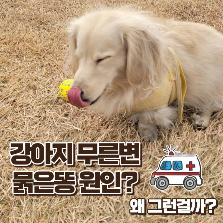  강아지 무른변 묽은똥 원인과 해결방법
