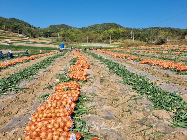  전남도, 2024년산 마늘·양파 경작신고 참여하세요