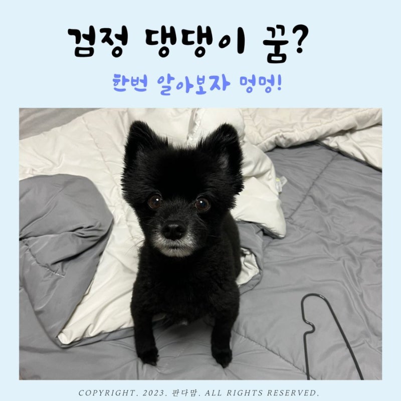 검정색 강아지 꿈 과연 흉몽만 있을까요?
