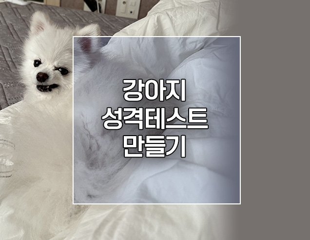  인스타 강아지 성격테스트 릴스영상 만들기 만드는법