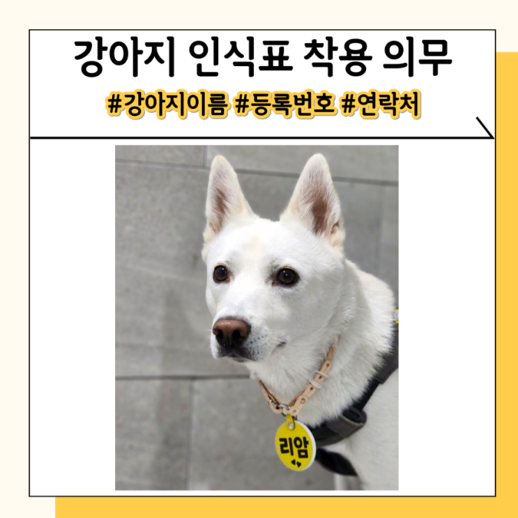 강아지 내장칩 인식표 목걸이 네임택 착용 안하면 벌금 강아지 내장칩 인식표 목걸이 네임택 착용 안하면 벌금