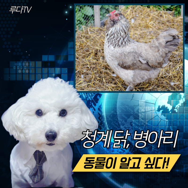 청계 닭 병아리 키우기 분양 가격 알아보기