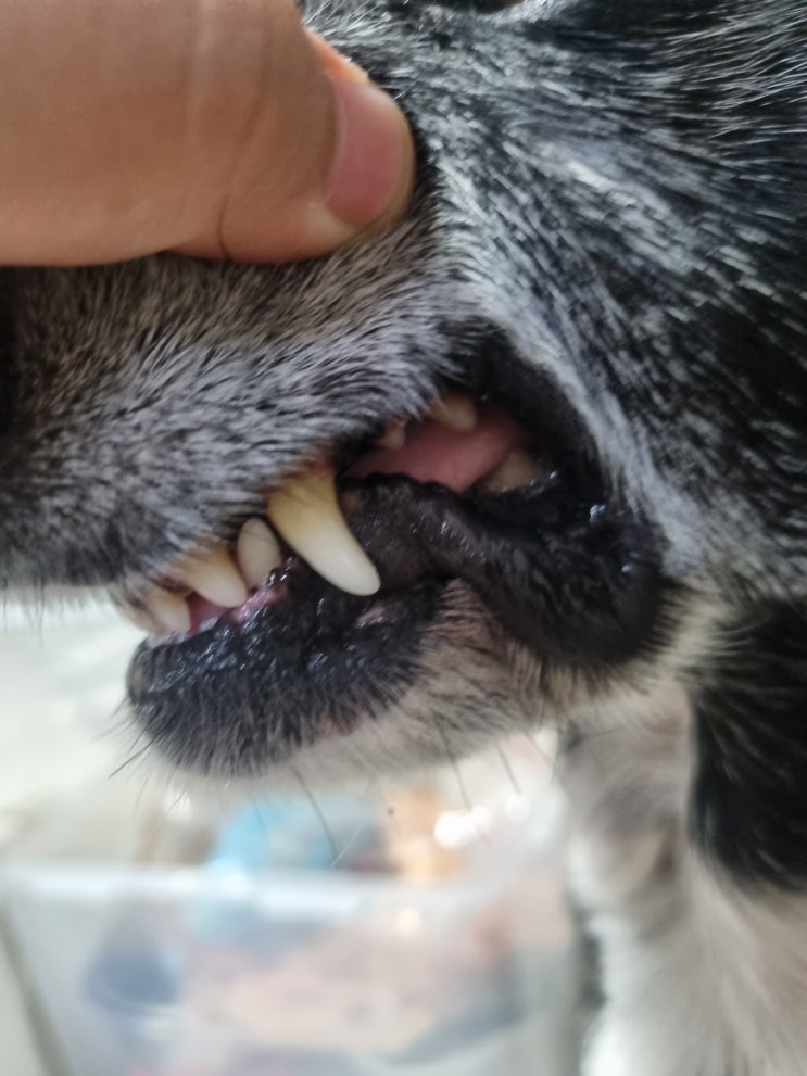 강아지 이빨 피 날때 원인 대처 방법