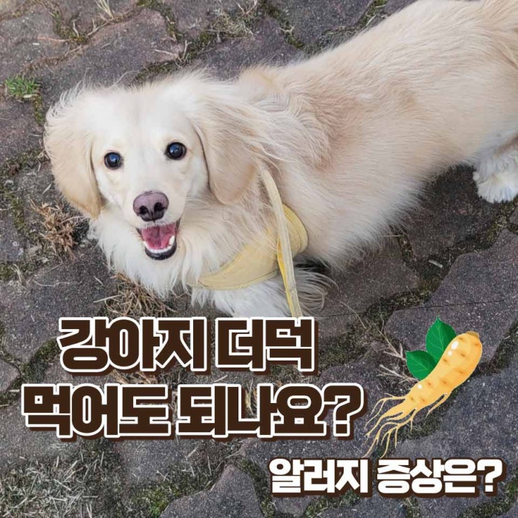  강아지 더덕 먹어도 될까? 급여방법과 알러지 증상