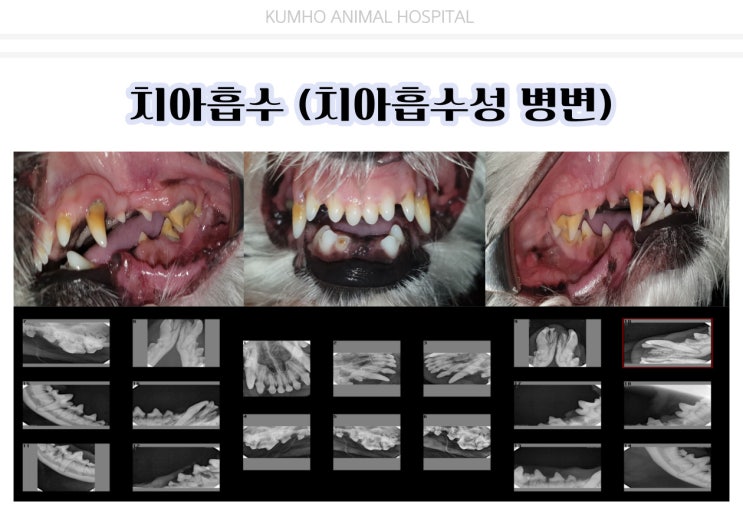 광주 강아지 치과 - 우리 댕댕이 치아가 흡수되는 질병이 있다고요? [광주 치과 동물병원, 금호동 동물병원, 강아지 치아흡수, 강아지 발치]