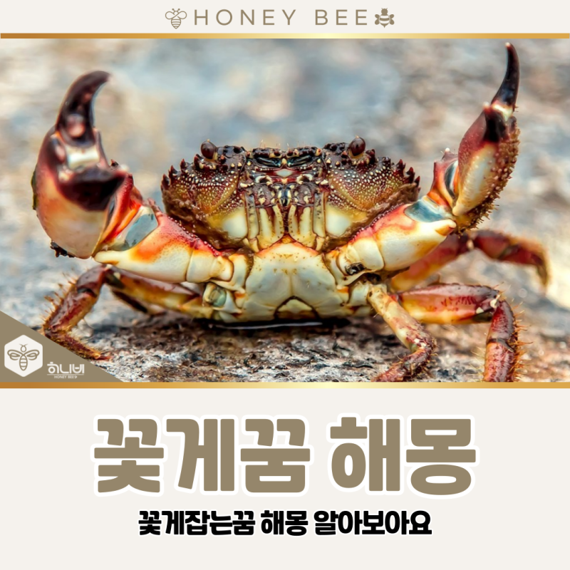 꽃게꿈 해몽, 꽃게잡는꿈 관련 꿈풀이