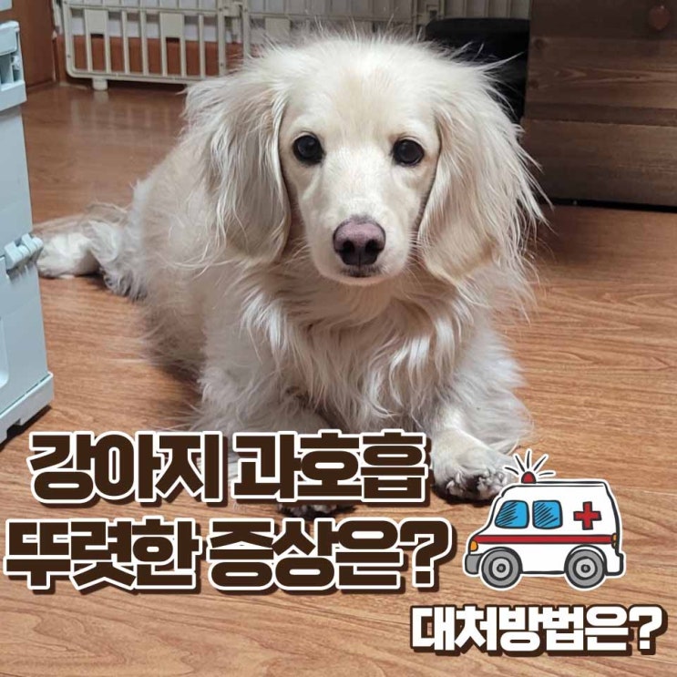  강아지 과호흡 뚜렷한 증상과 간단한 처치법